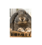うさぎ-2018-04（個別スタンプ：1）