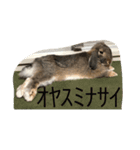 うさぎ-2018-04（個別スタンプ：2）