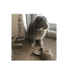 うさぎ-2018-04（個別スタンプ：4）