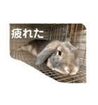 うさぎ-2018-04（個別スタンプ：7）