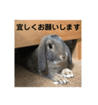 うさぎ-2018-04（個別スタンプ：11）