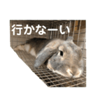うさぎ-2018-04（個別スタンプ：12）