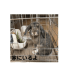 うさぎ-2018-04（個別スタンプ：15）
