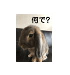 うさぎ-2018-04（個別スタンプ：16）