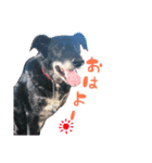 愛犬ラック（個別スタンプ：1）