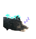 愛犬ラック（個別スタンプ：2）