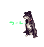 愛犬ラック（個別スタンプ：3）