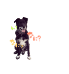 愛犬ラック（個別スタンプ：4）