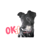愛犬ラック（個別スタンプ：5）