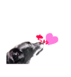 愛犬ラック（個別スタンプ：8）