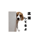 ビーグル犬ほたる②（個別スタンプ：1）