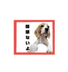 ビーグル犬ほたる②（個別スタンプ：2）