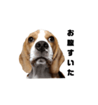 ビーグル犬ほたる②（個別スタンプ：3）