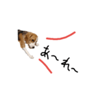 ビーグル犬ほたる②（個別スタンプ：4）
