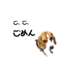ビーグル犬ほたる②（個別スタンプ：6）