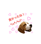 ビーグル犬ほたる②（個別スタンプ：7）