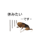 ビーグル犬ほたる②（個別スタンプ：8）
