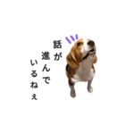 ビーグル犬ほたる②（個別スタンプ：9）