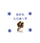 ビーグル犬ほたる②（個別スタンプ：10）