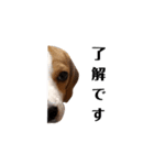 ビーグル犬ほたる②（個別スタンプ：11）