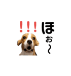 ビーグル犬ほたる②（個別スタンプ：12）