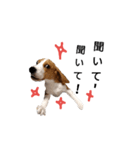 ビーグル犬ほたる②（個別スタンプ：14）