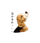 ビーグル犬ほたる①（個別スタンプ：1）