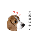 ビーグル犬ほたる①（個別スタンプ：2）