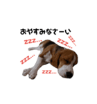 ビーグル犬ほたる①（個別スタンプ：3）
