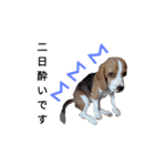 ビーグル犬ほたる①（個別スタンプ：4）