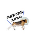 ビーグル犬ほたる①（個別スタンプ：5）
