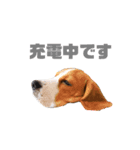 ビーグル犬ほたる①（個別スタンプ：7）