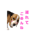 ビーグル犬ほたる①（個別スタンプ：8）