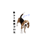 ビーグル犬ほたる①（個別スタンプ：9）