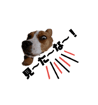 ビーグル犬ほたる①（個別スタンプ：10）
