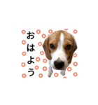 ビーグル犬ほたる①（個別スタンプ：11）