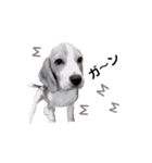 ビーグル犬ほたる①（個別スタンプ：12）