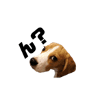 ビーグル犬ほたる①（個別スタンプ：13）
