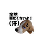 ビーグル犬ほたる①（個別スタンプ：14）