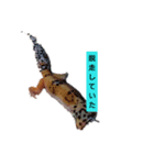 何時使うんだ！ヒョウモントカゲモドキ（個別スタンプ：1）