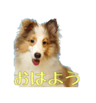 バジルさん（個別スタンプ：1）