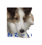 バジルさん（個別スタンプ：7）