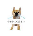 しばいぬの顔写真スタンプ 【日常】（個別スタンプ：18）