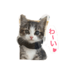 にゃんこぱらだいす（個別スタンプ：5）