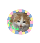 にゃんこぱらだいす（個別スタンプ：6）