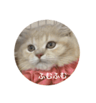 にゃんこぱらだいす（個別スタンプ：7）