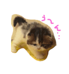 にゃんこぱらだいす（個別スタンプ：9）