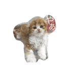 にゃんこぱらだいす（個別スタンプ：10）