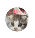 にゃんこぱらだいす（個別スタンプ：12）