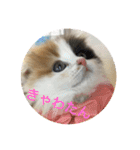 にゃんこぱらだいす（個別スタンプ：14）